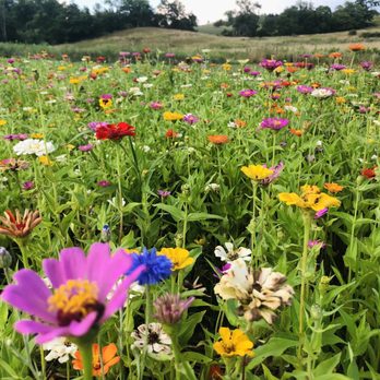 Manchester Blooms - Pick Your Own Farms Near Me - Manchester, Michigan Manchester Blooms - Pick Your Own Farms Near Me - Manchester, Michigan