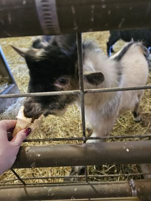 Siegel's Cottonwood Farm by null