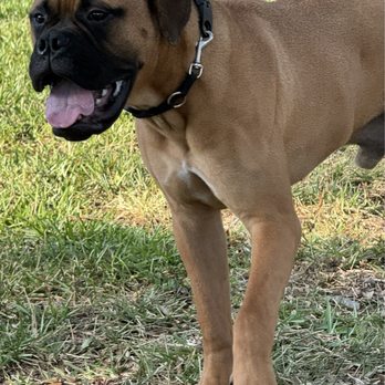 On Command K9 Academy - Biggie, Bull Mastiff, Companion Dog Training, North Port, Florida - Pet Training Near Me