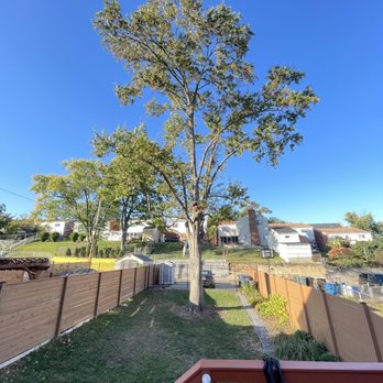 Walt's Tree Service - After - Tree Services Near Me - Silver Spring, Maryland