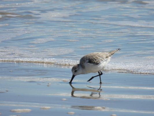 Padre Island National Seashore - Malaquite Visitor Center by null
