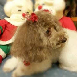 Pampered Pooch Salon - We enjoyed getting Lil' Me ready for her photo shoot. She's a star!