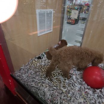 Arizona Mills - Pet Store - Shopping Centers Near Me - Tempe, Arizona