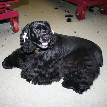 Blue Mist Pet Grooming - Loved My Spa Treatment - Pet Groomers Near Me - Round Hill, Virginia
