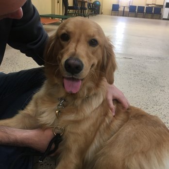 Man's Best Friend Dog Training - Pet Training Near Me - Madison, Ohio
