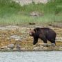 Photo of Sea Wolf Adventures