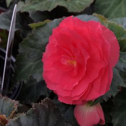 The Garden Box - Doesn't need tons of sun.