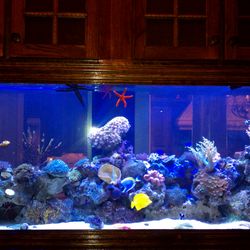 Reef