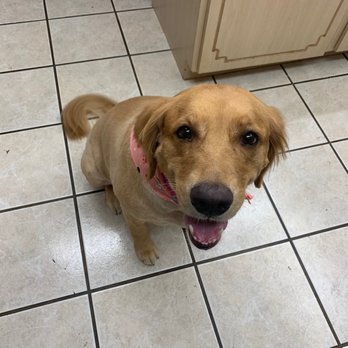 Minerva's Pet Grooming - Pet Groomers Near Me - Tucson, Arizona Minerva's Pet Grooming - Pet Groomers Near Me - Tucson, Arizona