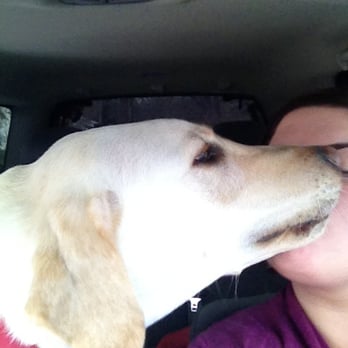 Hamden Dog Park - He's so excited to be at the park I can't drive! - Dog Parks Near Me - Hamden, Connecticut
