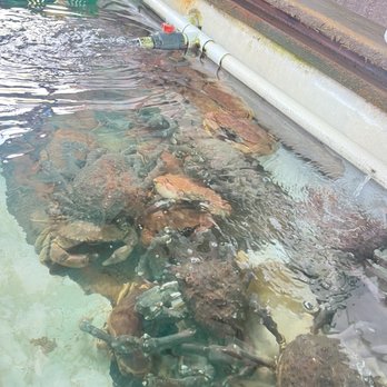 H.C. Seafood - Crab tank - Seafood Near Me - Oxnard, California
