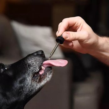Melting Pot Dispensary - Our furry pets may also benefit just like you do. Come in today and ask us how. #Heretoeducate - Vape Shops Near Me - Conroe, Texas Melting Pot Dispensary - Our furry pets may also benefit just like you do. Come in today and ask us how. #Heretoeducate - Vape Shops Near Me - Conroe, Texas