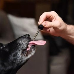Melting Pot Dispensary - Our furry pets may also benefit just like you do. Come in today and ask us how. #Heretoeducate
