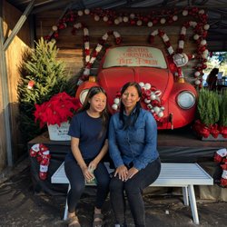 Santas Christmas Trees Forest