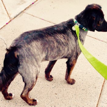 PetSmart - Jax is my Aussie mix. I got him shaved for the Summer. He looks so handsome. Holley did a FANTASTIC job!! - Pet Stores Near Me - Phoenix, Arizona