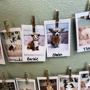 Le Pawsh - Pet Groomers Near Me - Fremont, California Le Pawsh - Pet Groomers Near Me - Fremont, California