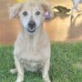 Loving Paws Dog Boarding & Daycare