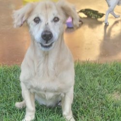 Loving Paws Dog Boarding & Daycare