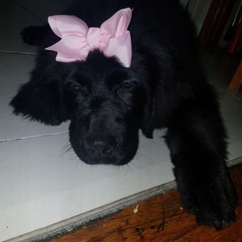 Groomit - Pet Groomers Near Me