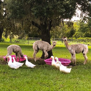 LunaSea Alpaca Farm - Attraction Farms Near Me - Clermont, Florida LunaSea Alpaca Farm - Attraction Farms Near Me - Clermont, Florida