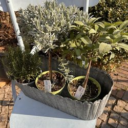 Königliche Gartenakademie - Kräuter | Herbs | Königliche Gartenakademie Dahlem