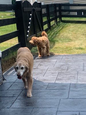 Even your pet will love our Services! - We know how difficult it can be to make a decision on which contractor to work with when it comes to something as important as your home. We understand this and strive to offer the best in customer service,communication and craftsmanship! 

Call or message us through Yelp - for a free estimate!