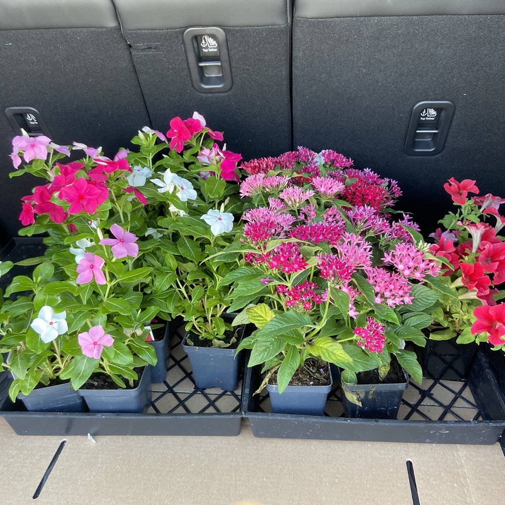 Shoal Creek Nursery - $2 each - Nurseries & Gardening Near Me - Austin, Texas Shoal Creek Nursery - $2 each - Nurseries & Gardening Near Me - Austin, Texas