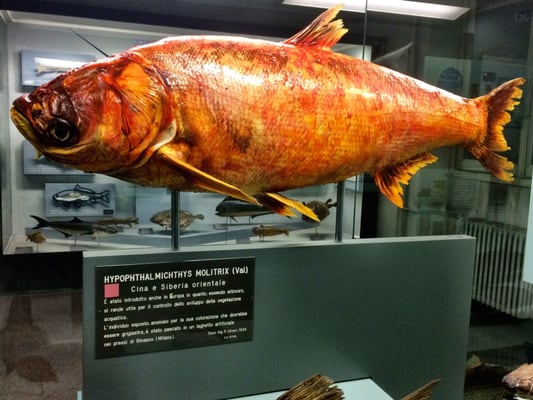 Museum of Natural History “Giacomo Doria” by null