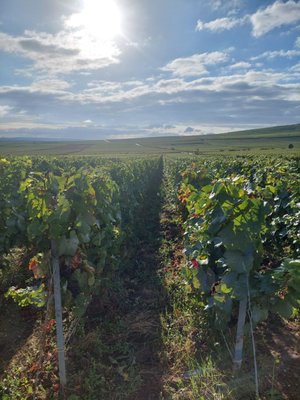 Paris Champagne Tour by null