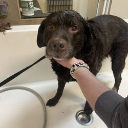 Dog Shop - And this is when she was getting bathed