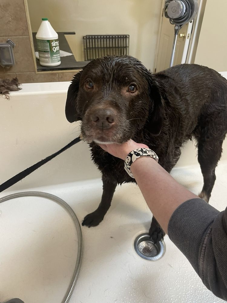 Dog Shop - pet boarding facility in East Longmeadow, MA