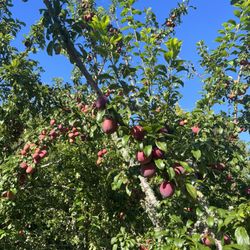 Waitomo Orchards B&B - Orchard