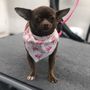 Photo of Daffy Doodle Mobile Grooming