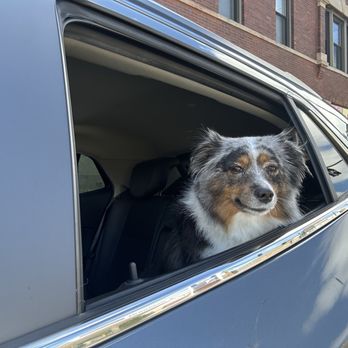 Pet Care Plus - Pet Groomers Near Me - Chicago, Illinois Pet Care Plus - Pet Groomers Near Me - Chicago, Illinois