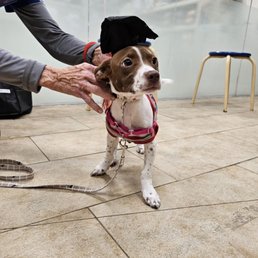 My best attempt at taking her graduation picture