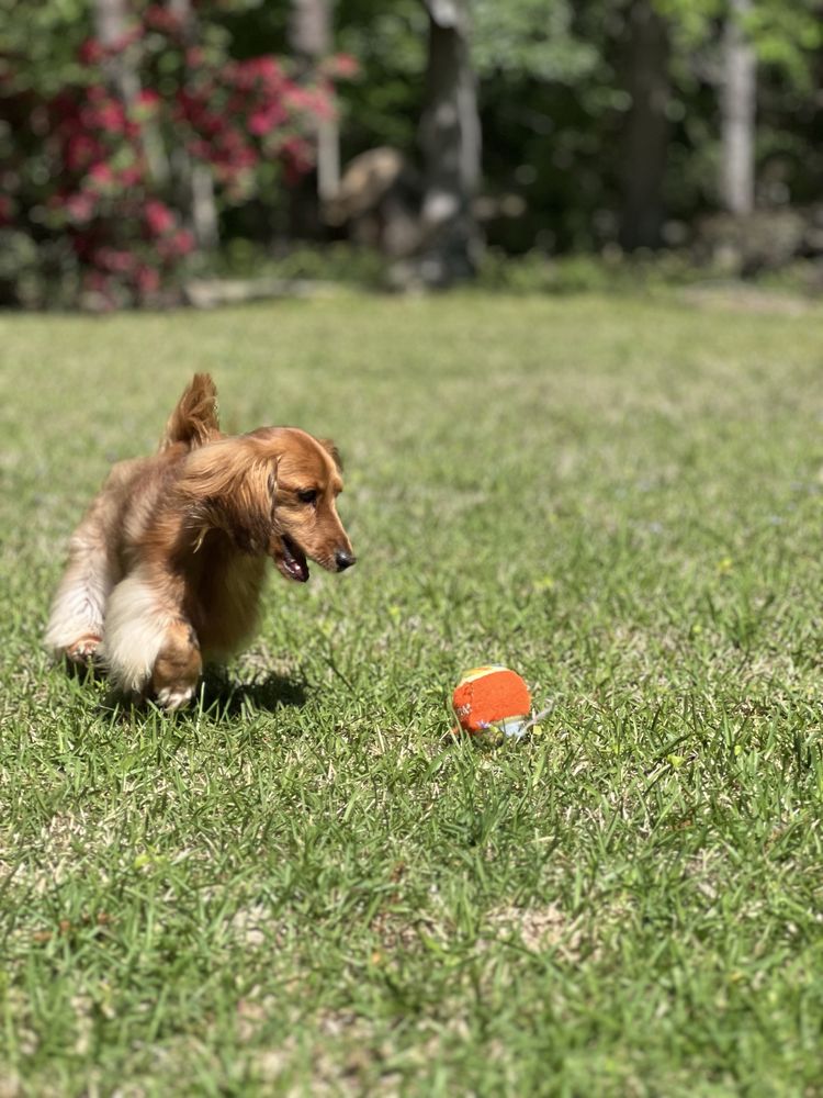 Southern Grace - pet boarding facility in Gilbert, SC
