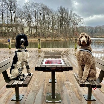Off Leash K9 Training Maryland - Max and Mr. Brown holding the place position. Checkers anyone? - Pet Training Near Me - Elkridge, Maryland Off Leash K9 Training Maryland - Max and Mr. Brown holding the place position. Checkers anyone? - Pet Training Near Me - Elkridge, Maryland