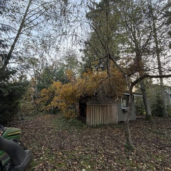 EverDrain Landscaping & Excavation - tree that needed cleaned up - Landscaping Near Me - Snohomish, Washington