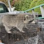 A Bad Critter Wildlife Control