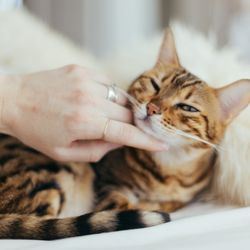 Becky's Pet Care - Visit our team at www.beckyspetcare.com!
