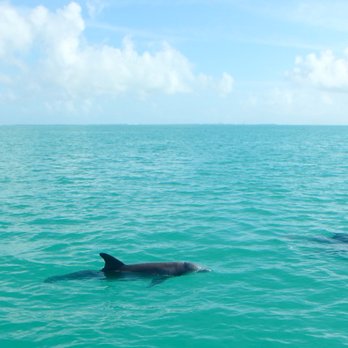 Dancing Dolphin Spirits Charters - Tours Near Me - Key West, Florida Dancing Dolphin Spirits Charters - Tours Near Me - Key West, Florida