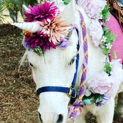 Cheyenne Arabians - Our beautiful Unicorn for your party, Wedding or Photo shot. www,cheyennearabians.com