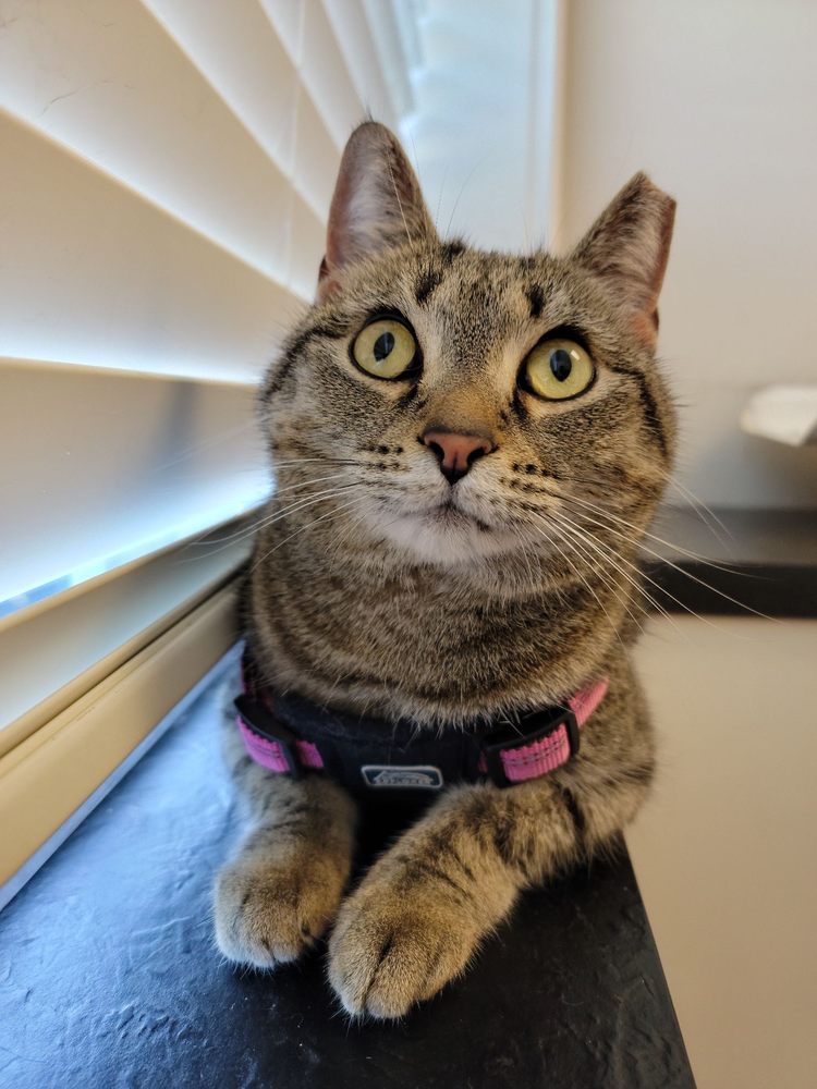 ANIMAL MD VET CLINIC Updated August 2024 43 Photos & 19 Reviews 2624 Wilmington Pike