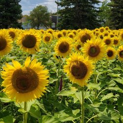 Sunflower Garden