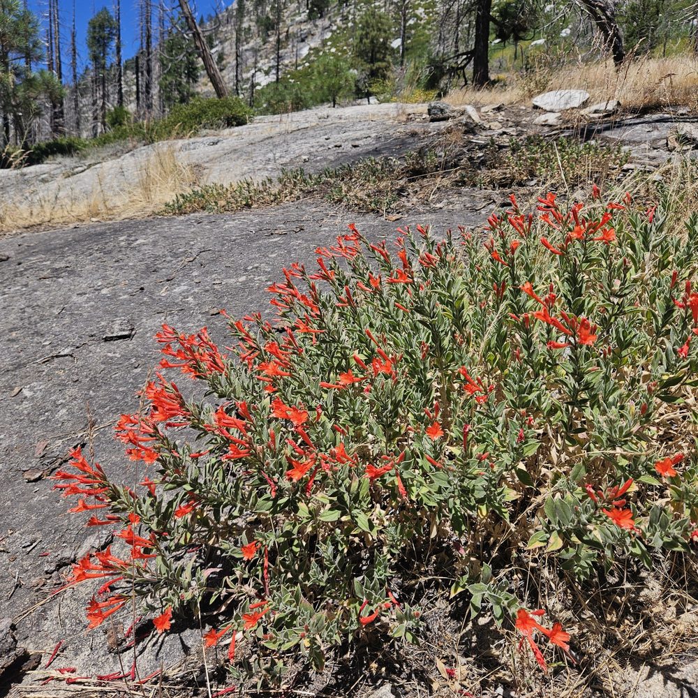 Horsetail Falls Hike Logo