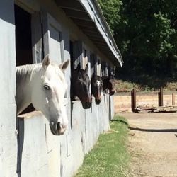 Beach Lake Stables - Beautiful spacious stalls