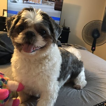 Spot On Pet Grooming - Pet Groomers Near Me - Decker, Michigan Spot On Pet Grooming - Pet Groomers Near Me - Decker, Michigan