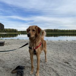 Pawsitive Dog Training - Posing for the camera