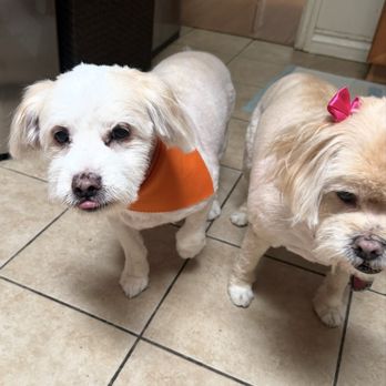 Happiness Grooming - My fur babies - Pet Groomers Near Me - Van Nuys, California Happiness Grooming - My fur babies - Pet Groomers Near Me - Van Nuys, California