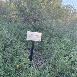 Gutierrez Xeriscape Park